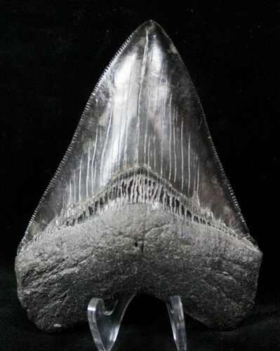 Megalodon Tooth With Killer Serrations #12647